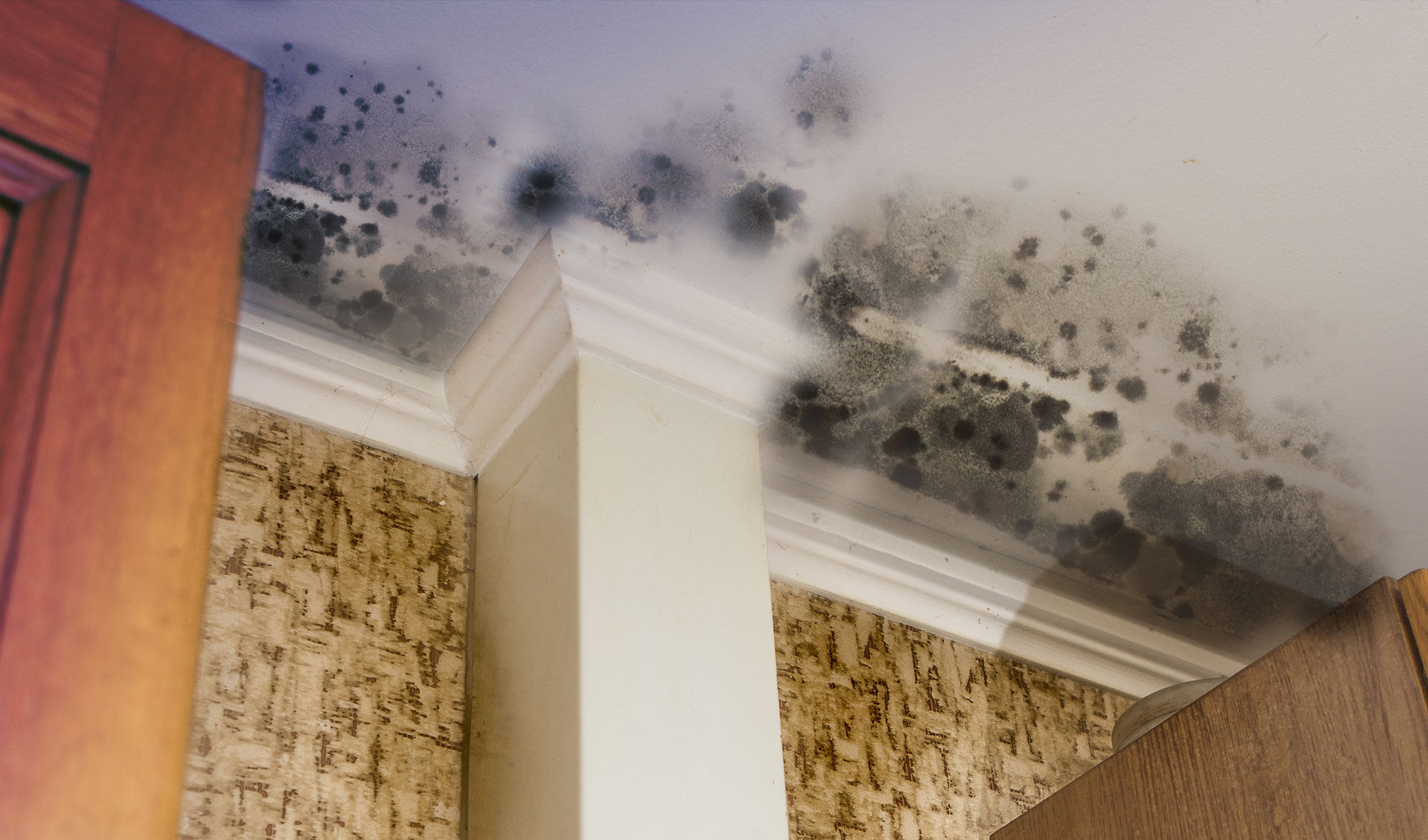 augusta-mold-clean-up-restoration
